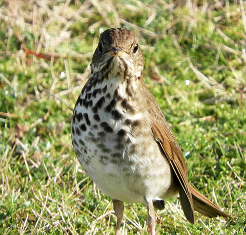 hermit thrush 5 small graphic